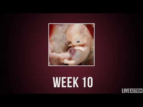 Baby Development Week by Week